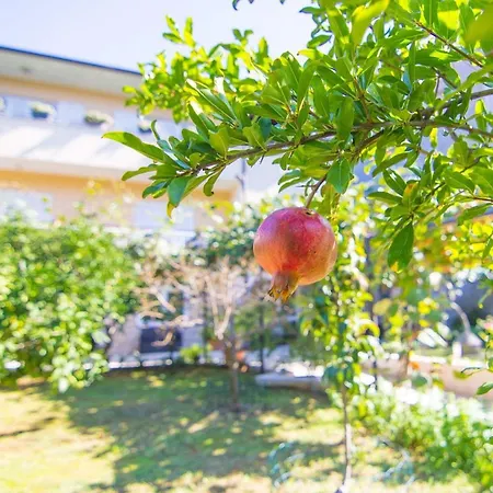 Lägenhet With A Garden Pula